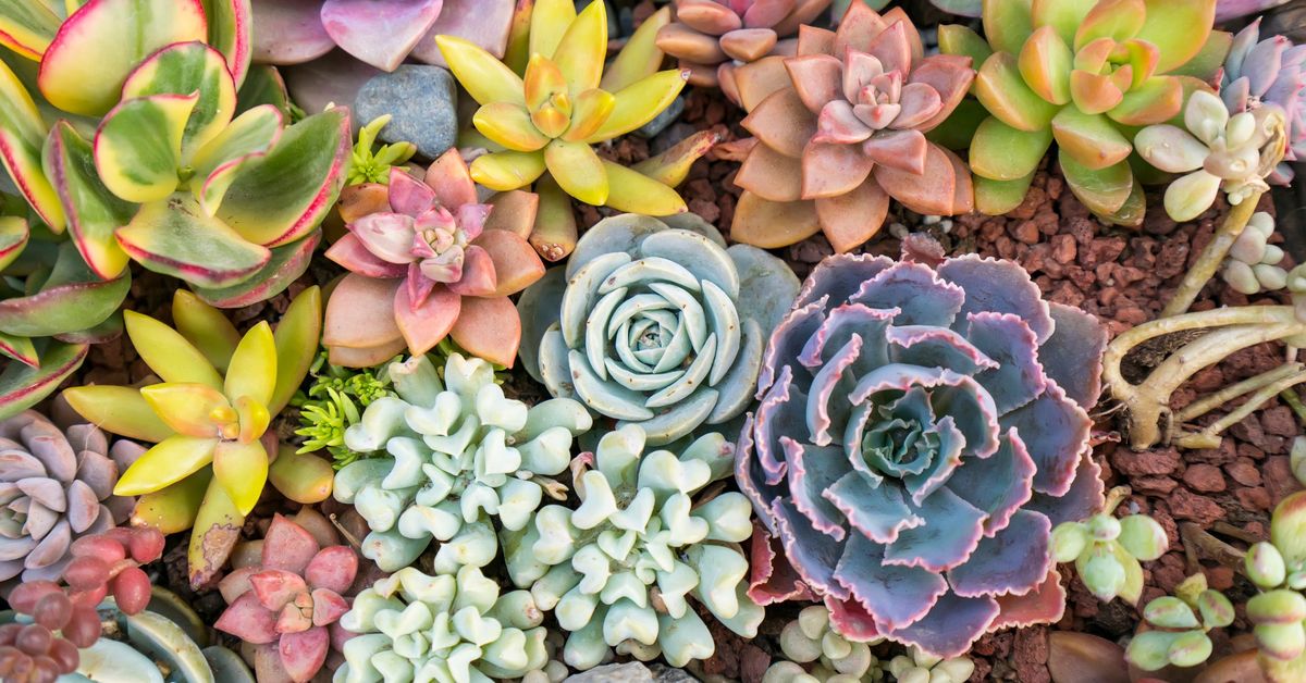 Succulents 