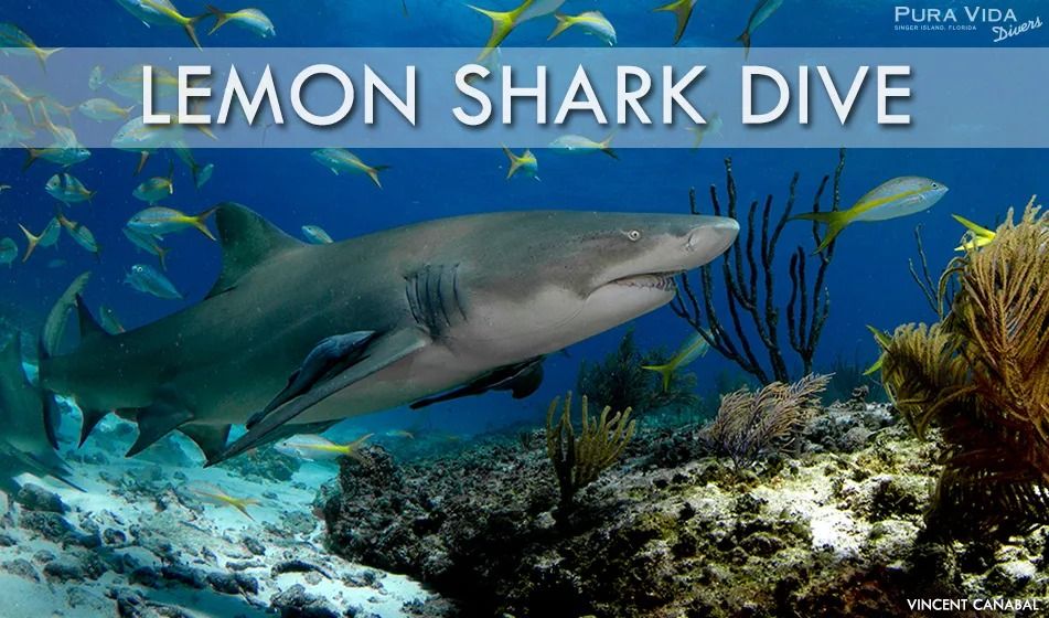 Lemon Drop 2025 Lemon Shark Dive