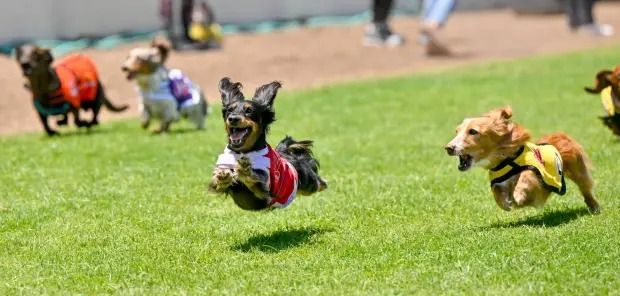 D&L Denton Weenie Dog Race