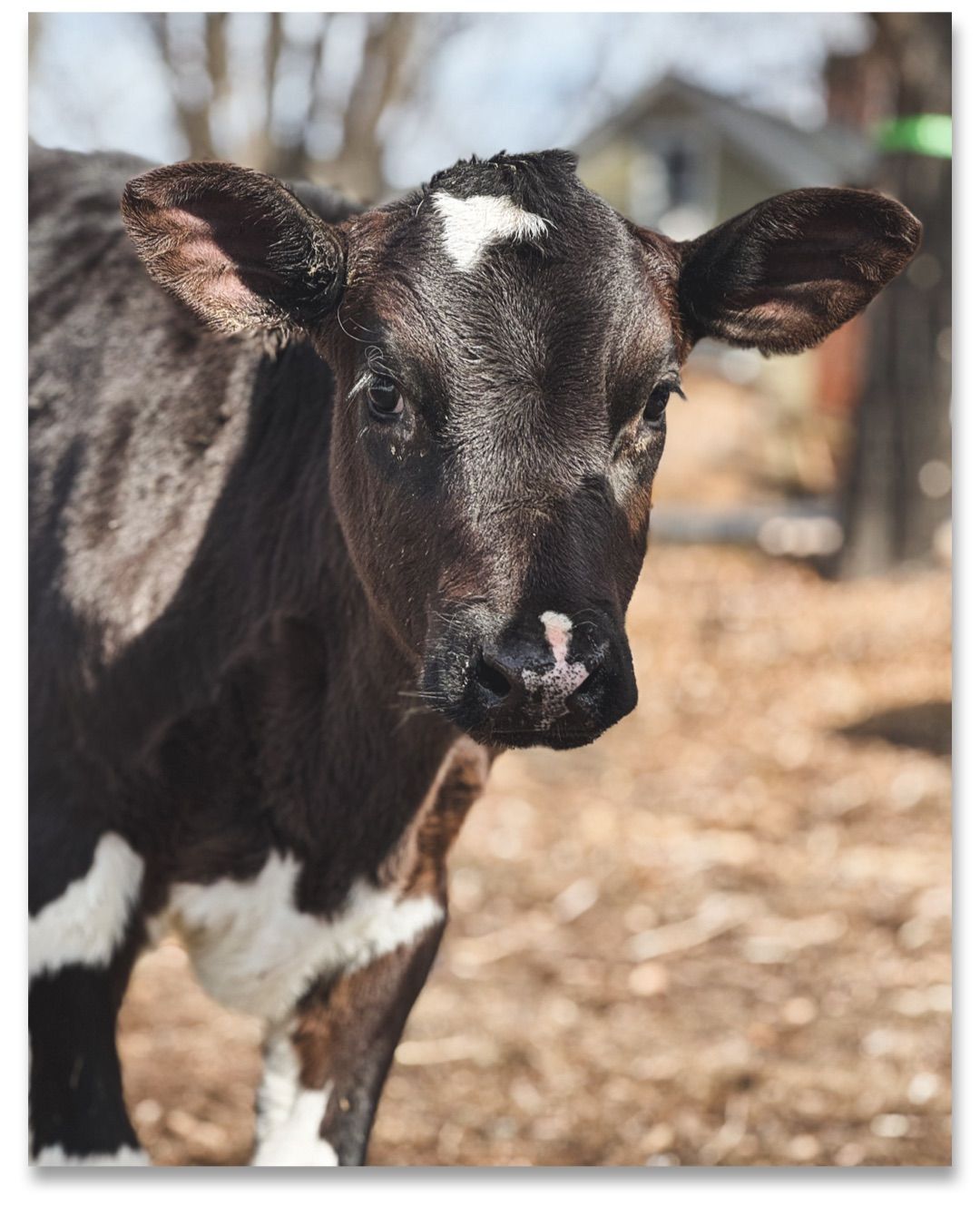 First day of calf cuddles!