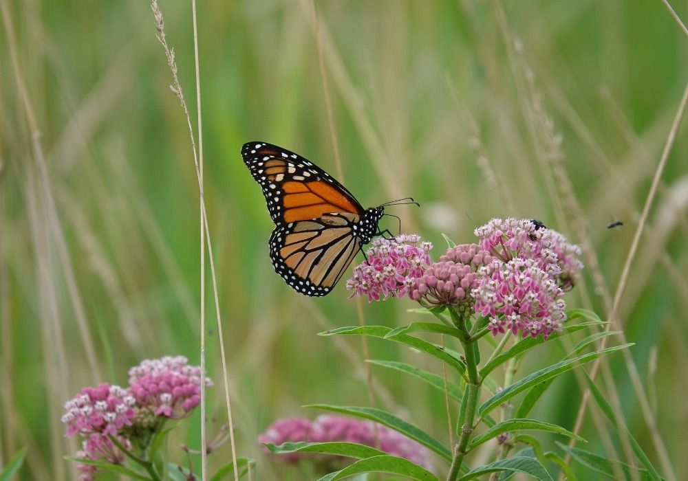 Taxonomy and Botany of Herbs and Native Plants