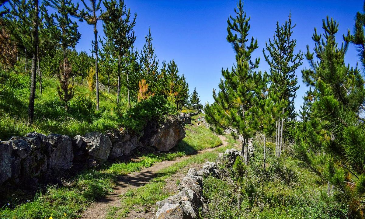 Tupicocha - Bosque de Pinos