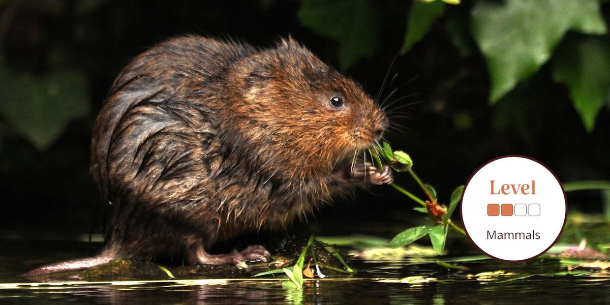 Water Voles: Ecology, Surveying and Conservation