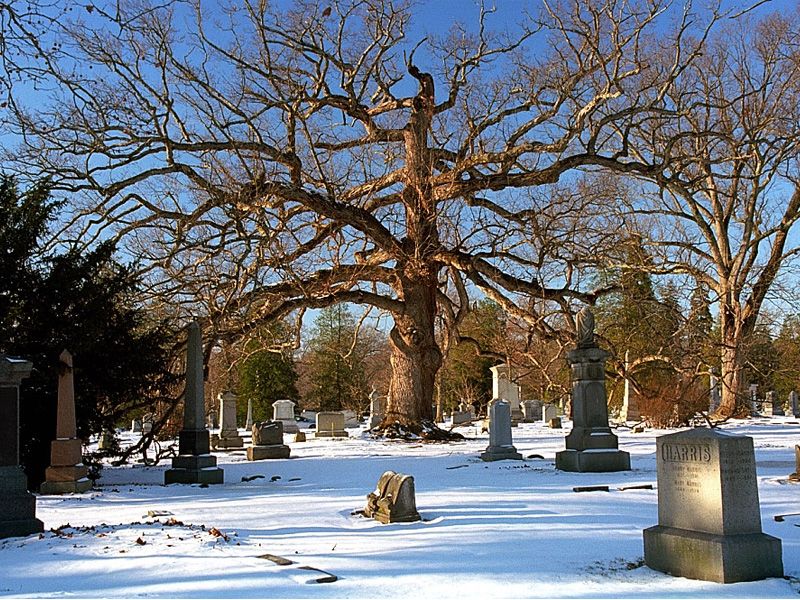 Winter Tree Identification 