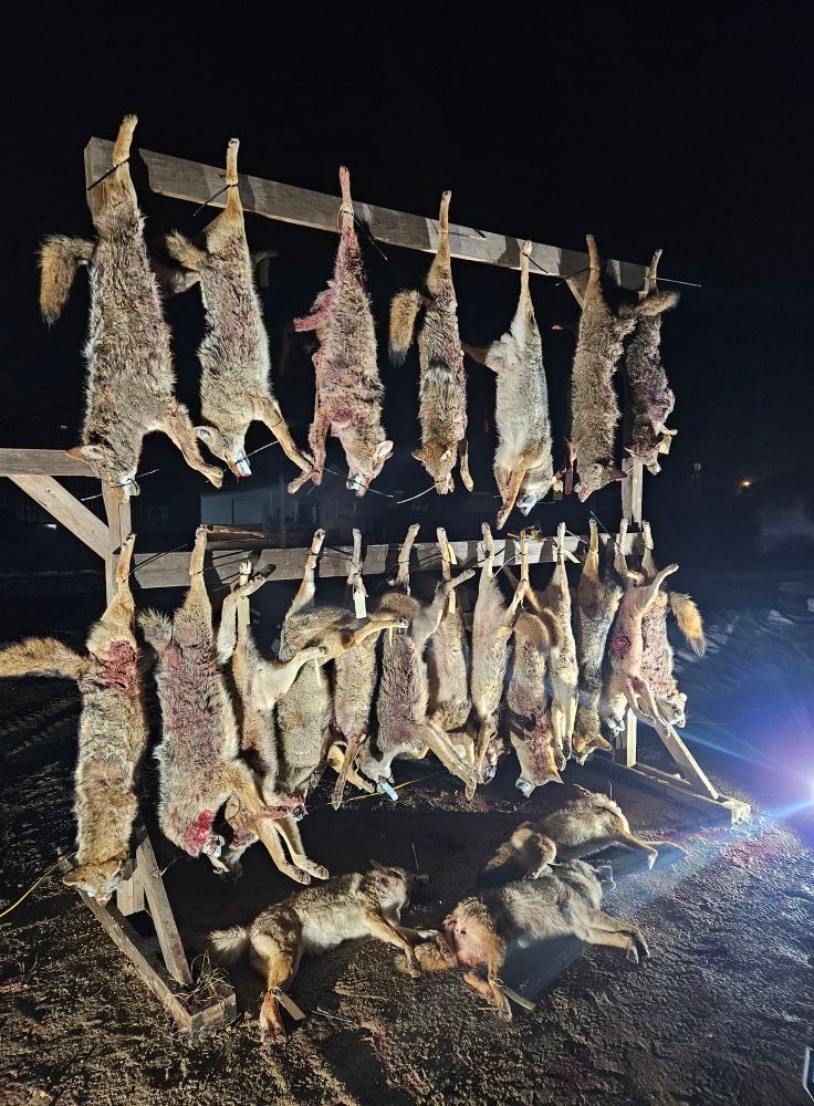 4th Annual Yote Smoker coyote tournament