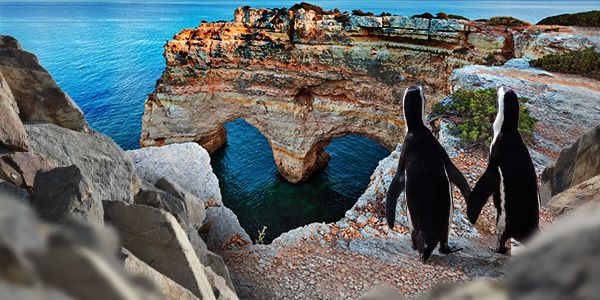 Love Wild Brunch : A Dining Experience with African Penguins 