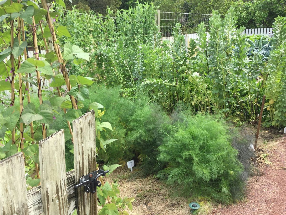 Spring into Vegetable Gardening