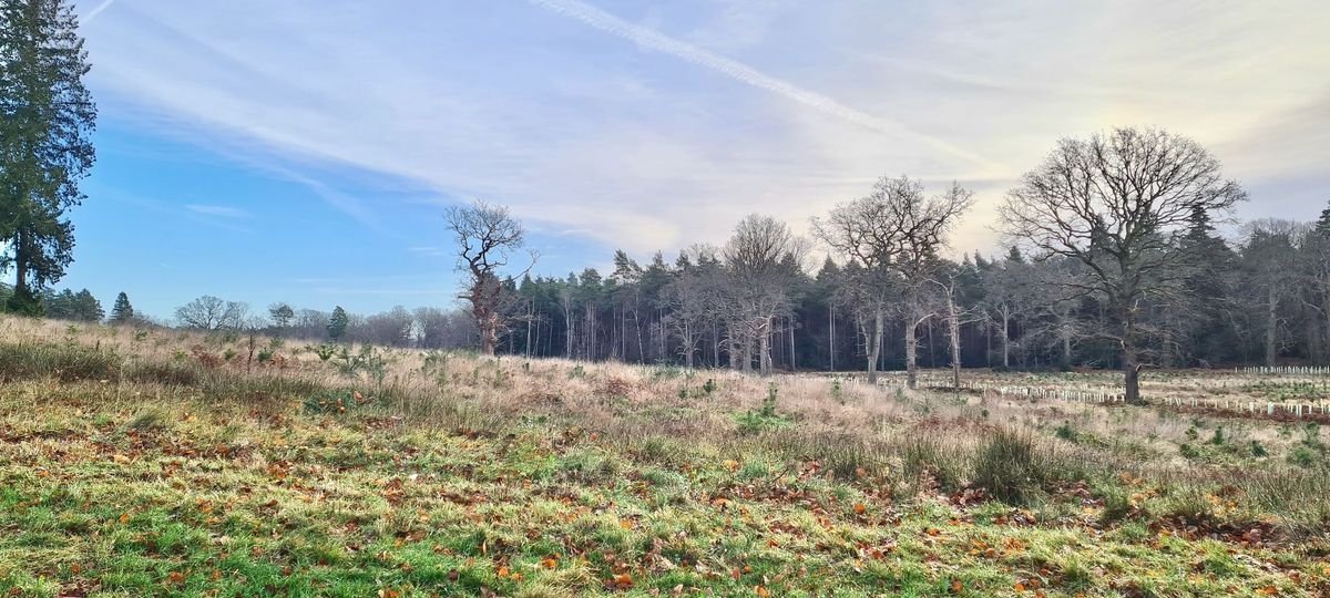 Wellbeing Walk - Single & Social (+ optional picnic)