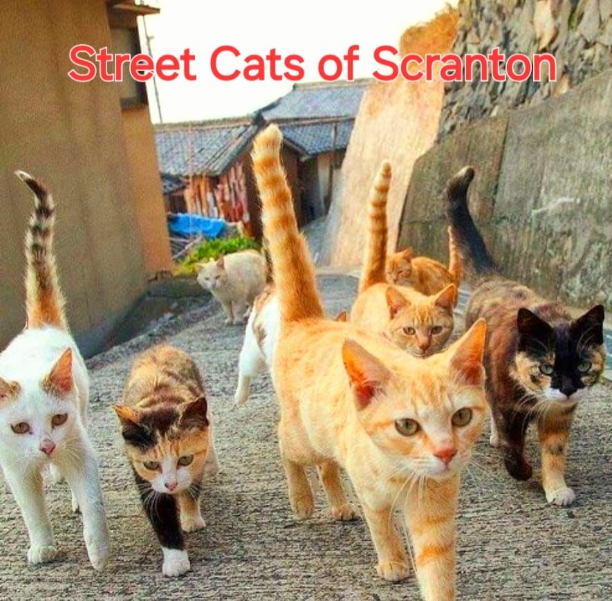 Street Cats Of Scranton benefit 