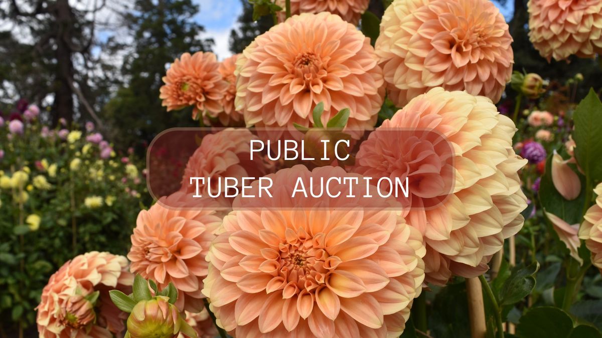 Annual Public Tuber Auction