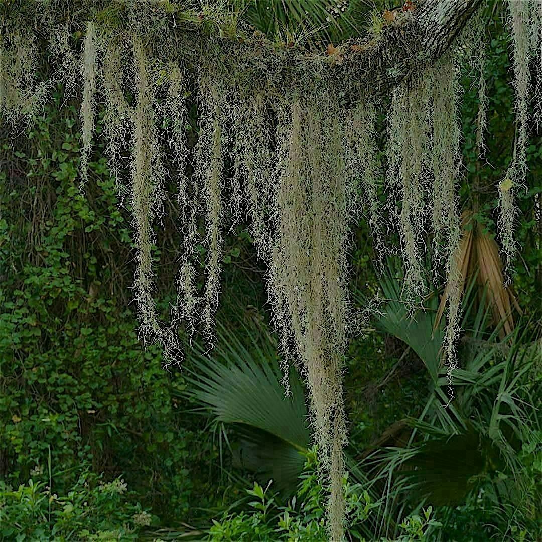 Tree Moss Hawai\u02bbi hosts: A Mixer for Theatre Artists