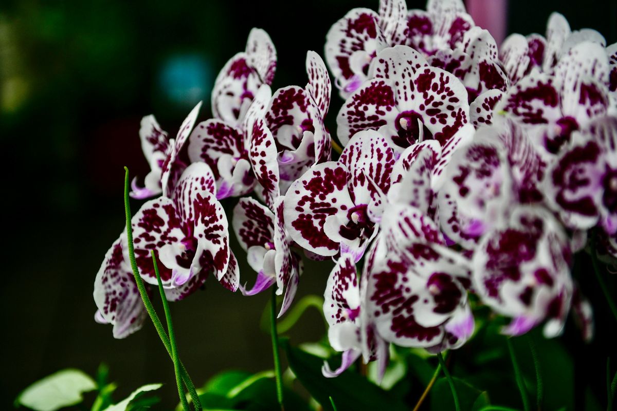 Orchid Fest