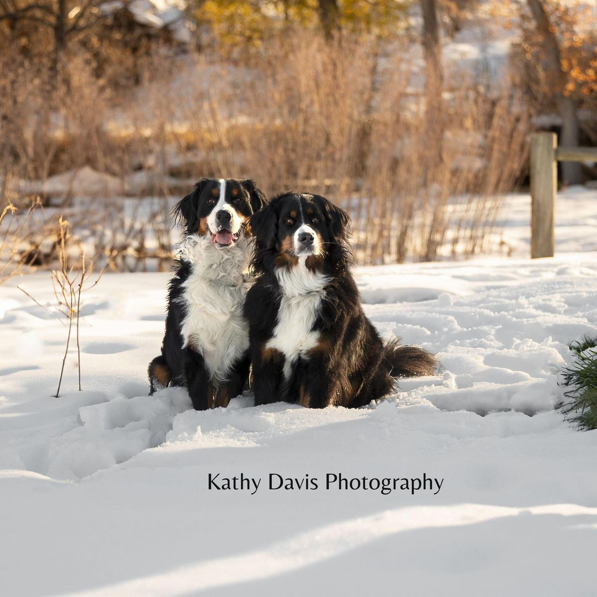 Mountain Dogs Photo Shoot