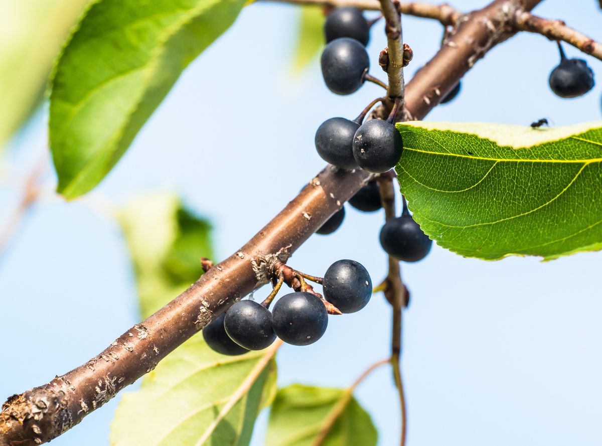 Learn from the Experts: Bye Bye Buckthorn, Hello Baby Oaks