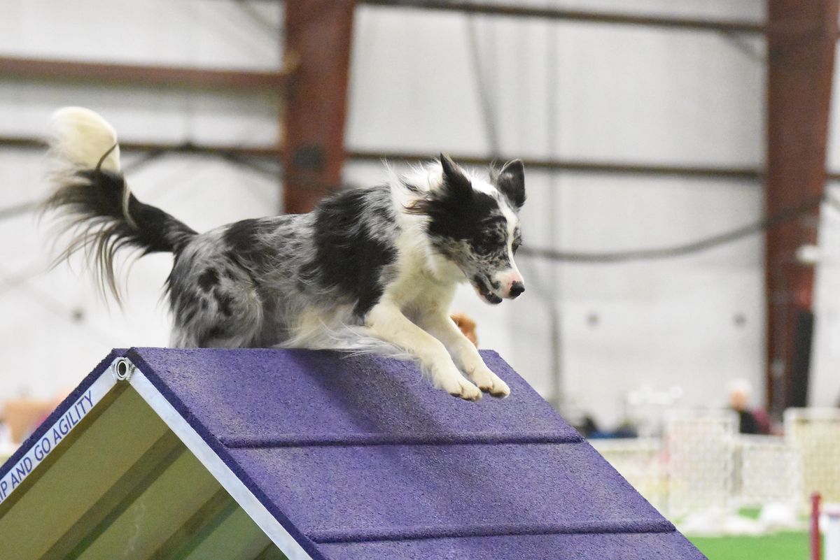 June AKC Agility