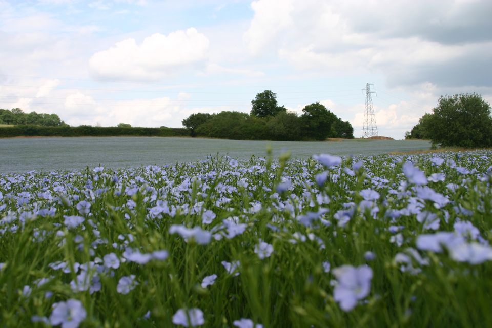 Coker Canvas: The Textile Industry of the Somerset\/Dorset Border