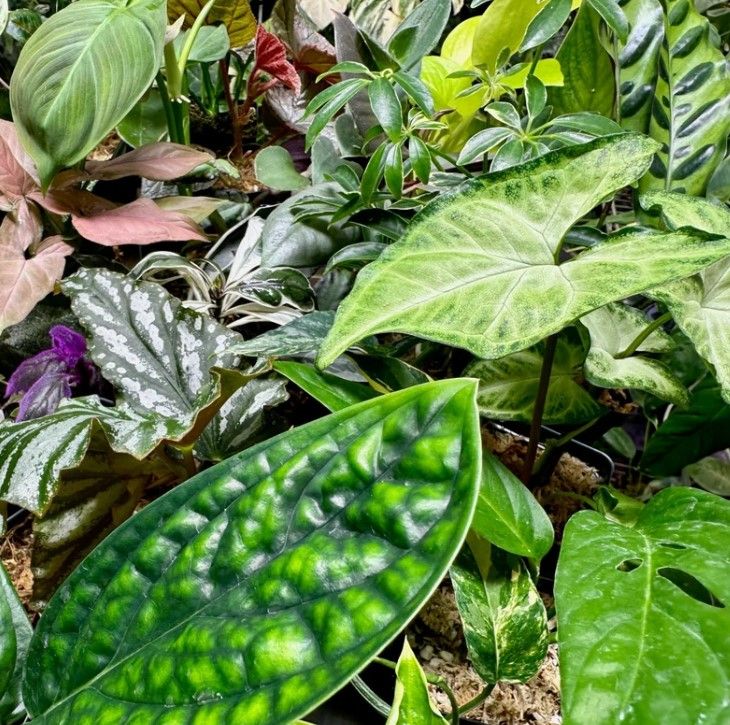 Houseplants 101 - Thursday January 30th, 6:30pm - 8:30pm