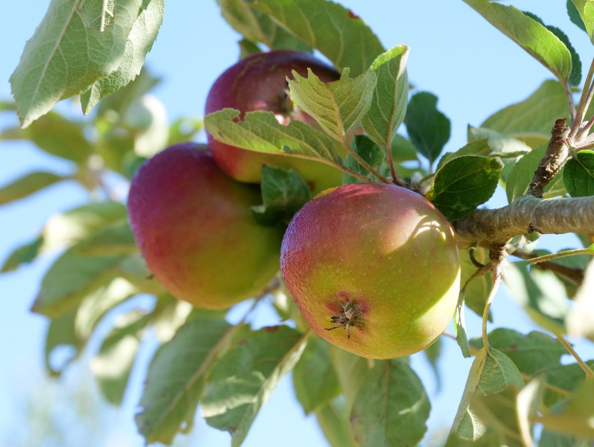 Trelissick apple weekend