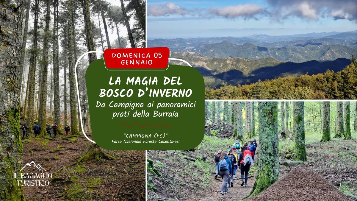 La magia del bosco d'inverno: da Campigna ai panoramici prati della Burraia