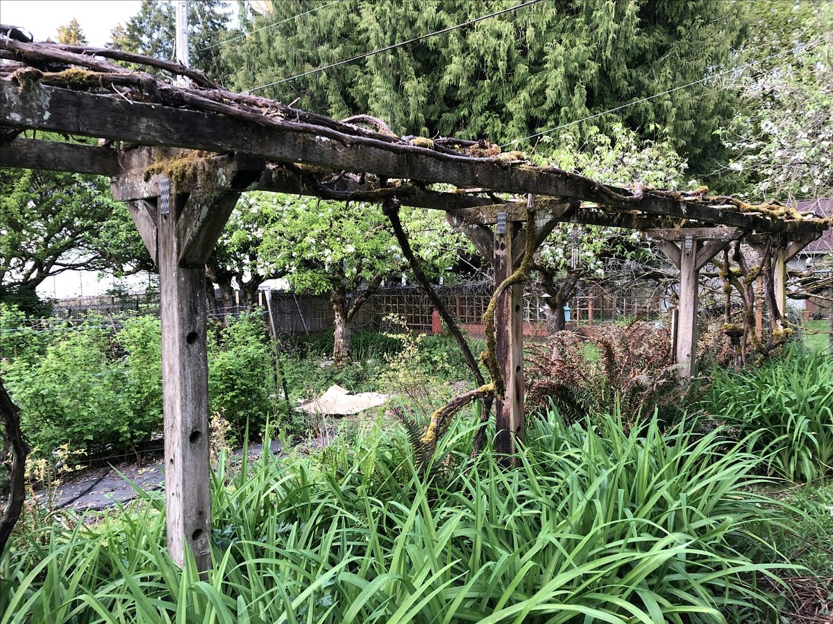 Pinch? Prune? Lop? Saw? Au natural? Pruning Basics