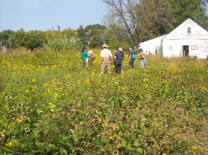 Seed Collection at Gibbs Farm 