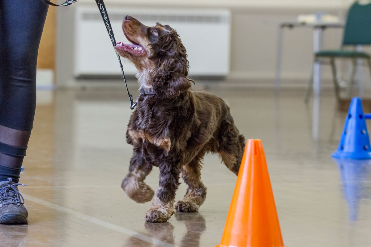 Puppy Foundations Training Class