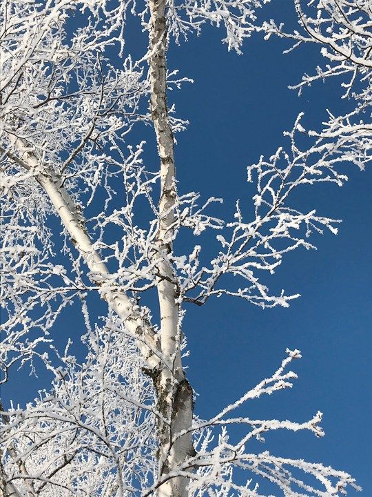 Nature Writing for Women: Winter in the North (In-person)