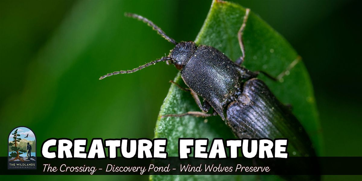 Creature Feature at Wind Wolves Preserve