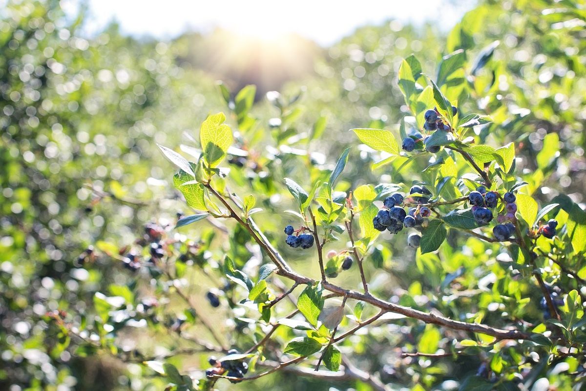 Little Explorers: Blueberries