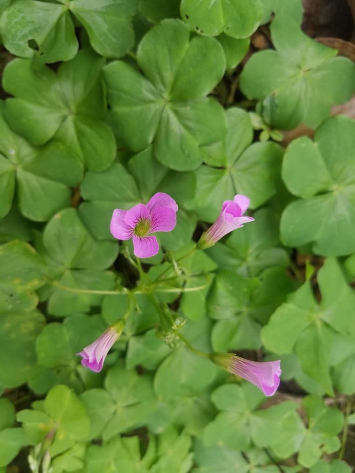 Plant Swap and Garden Talk