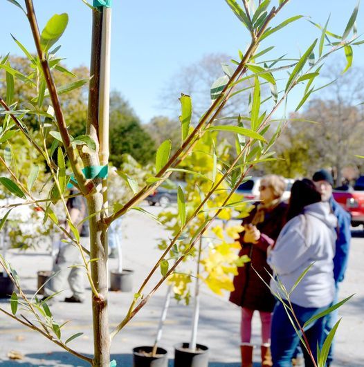 Thrive's Annual Tree Giveaway