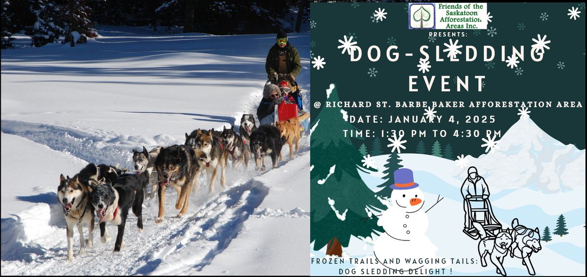 Frozen Trails and Wagging Tails: Dog Sledding Delight