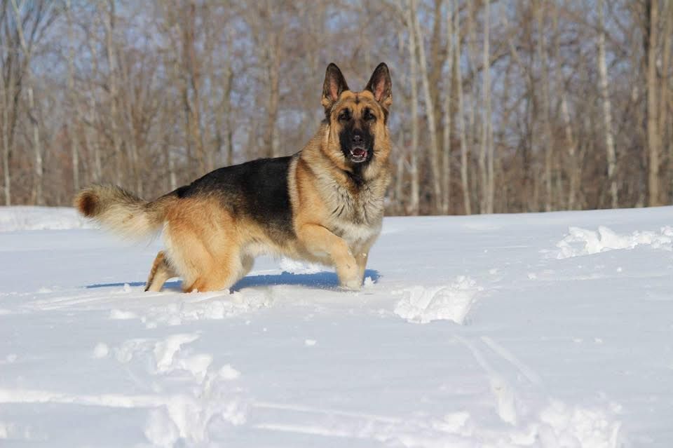 Pointy Eared Training Monthly Socialization\/Obedience Workshop