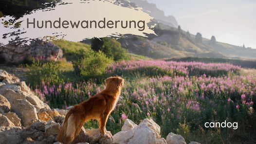 Hundewanderung Harburger Berge & Heidschnuckenweg