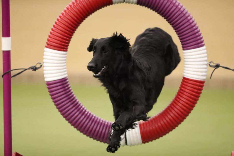 Agility Trial at Pinnacle Dog Sports