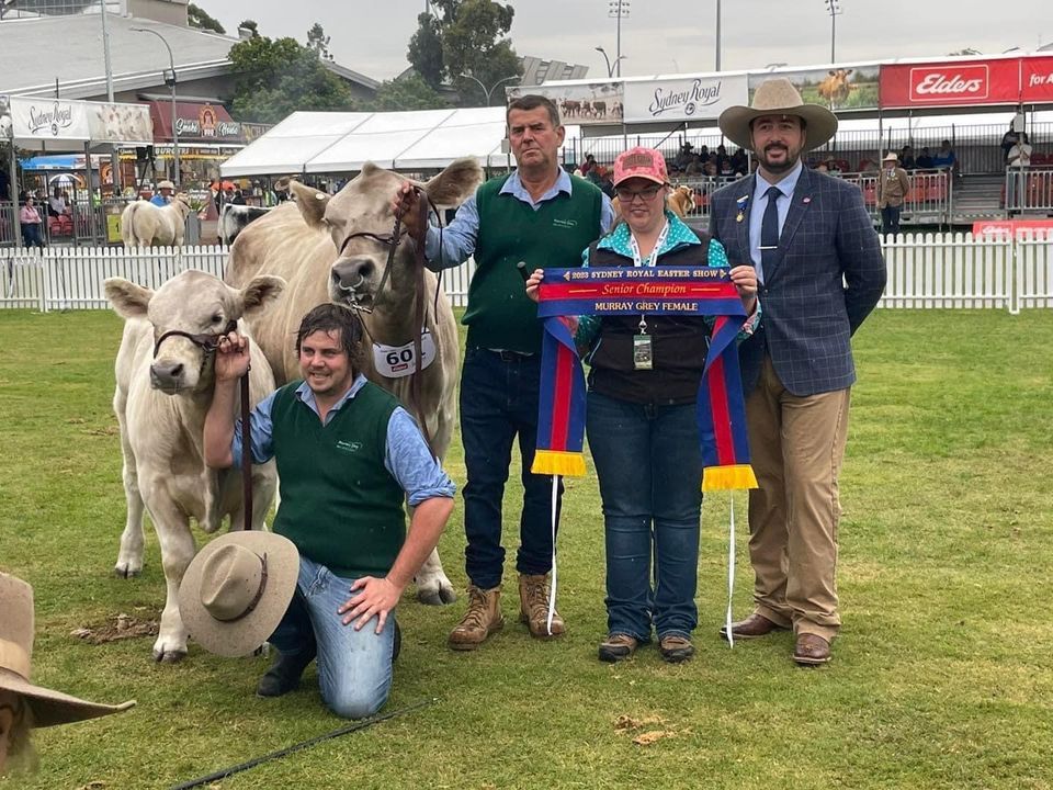 SA Beef Field Day 2024, Carrsview Murray Grey, Littlehampton, 4