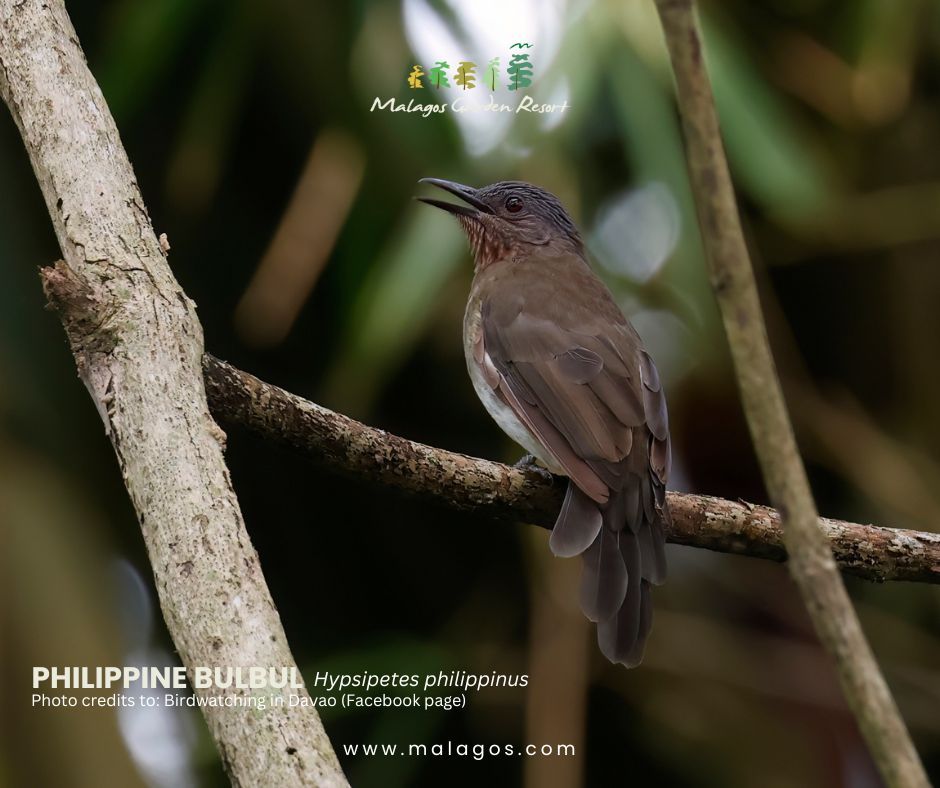 Birds in the Wild: Birdwatching Activity 