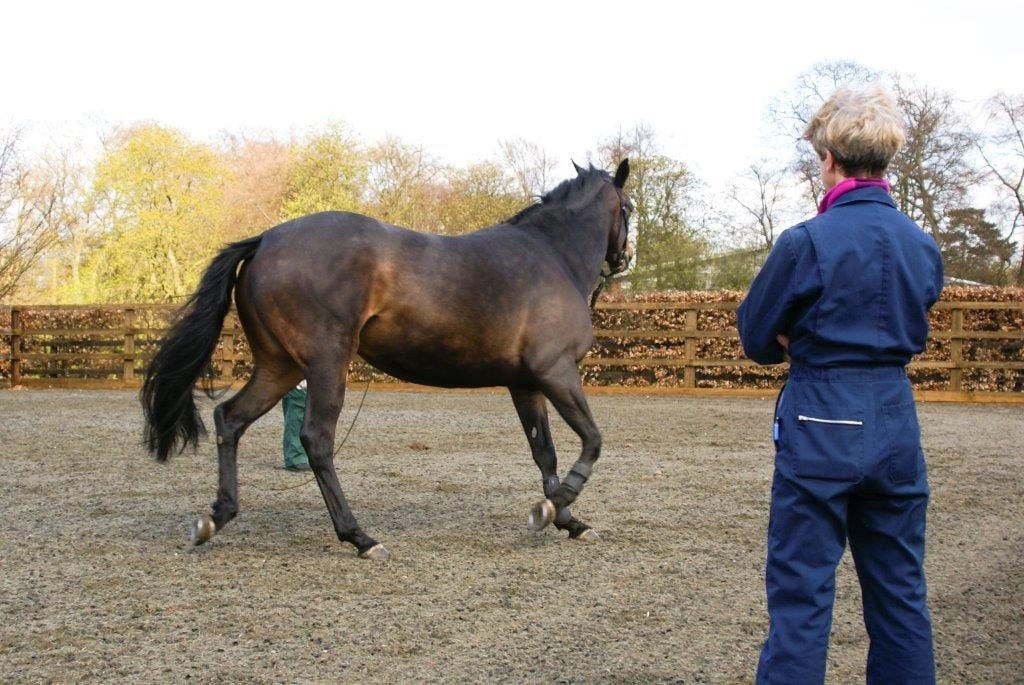 RoR Midlands-How to Differentiate Between a Training Problem or a Sign of Discomfort with Sue Dyson,