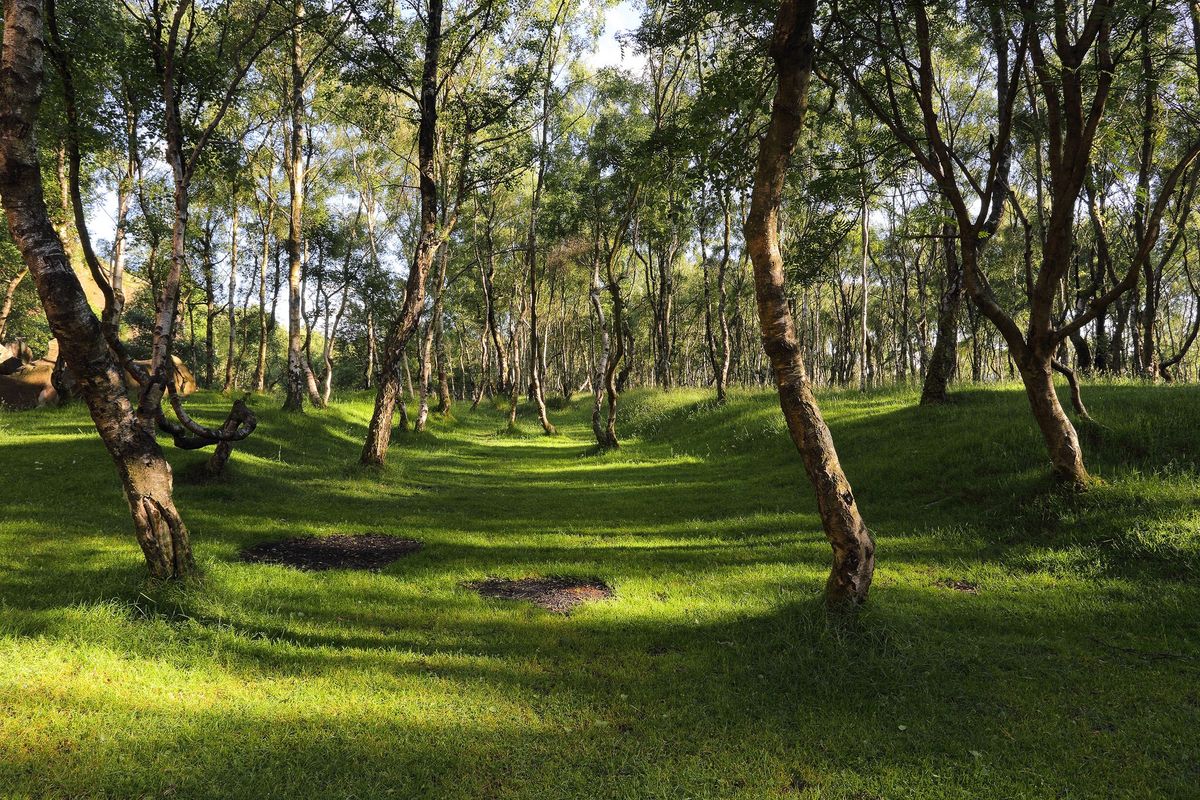 Mindfulness and Nature Connection - Ranger Guided Walk