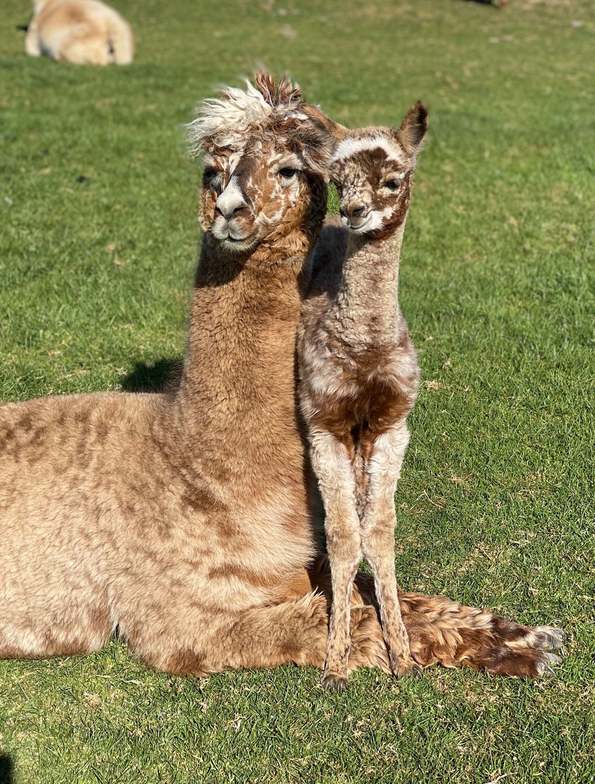 National Alpaca Show