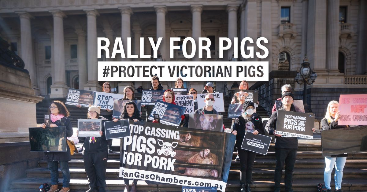  Rally for Victorian Pigs