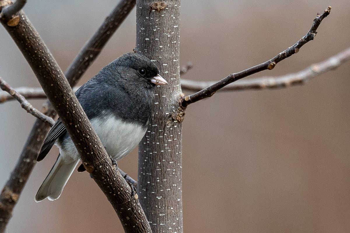 March Providence Birding Outing