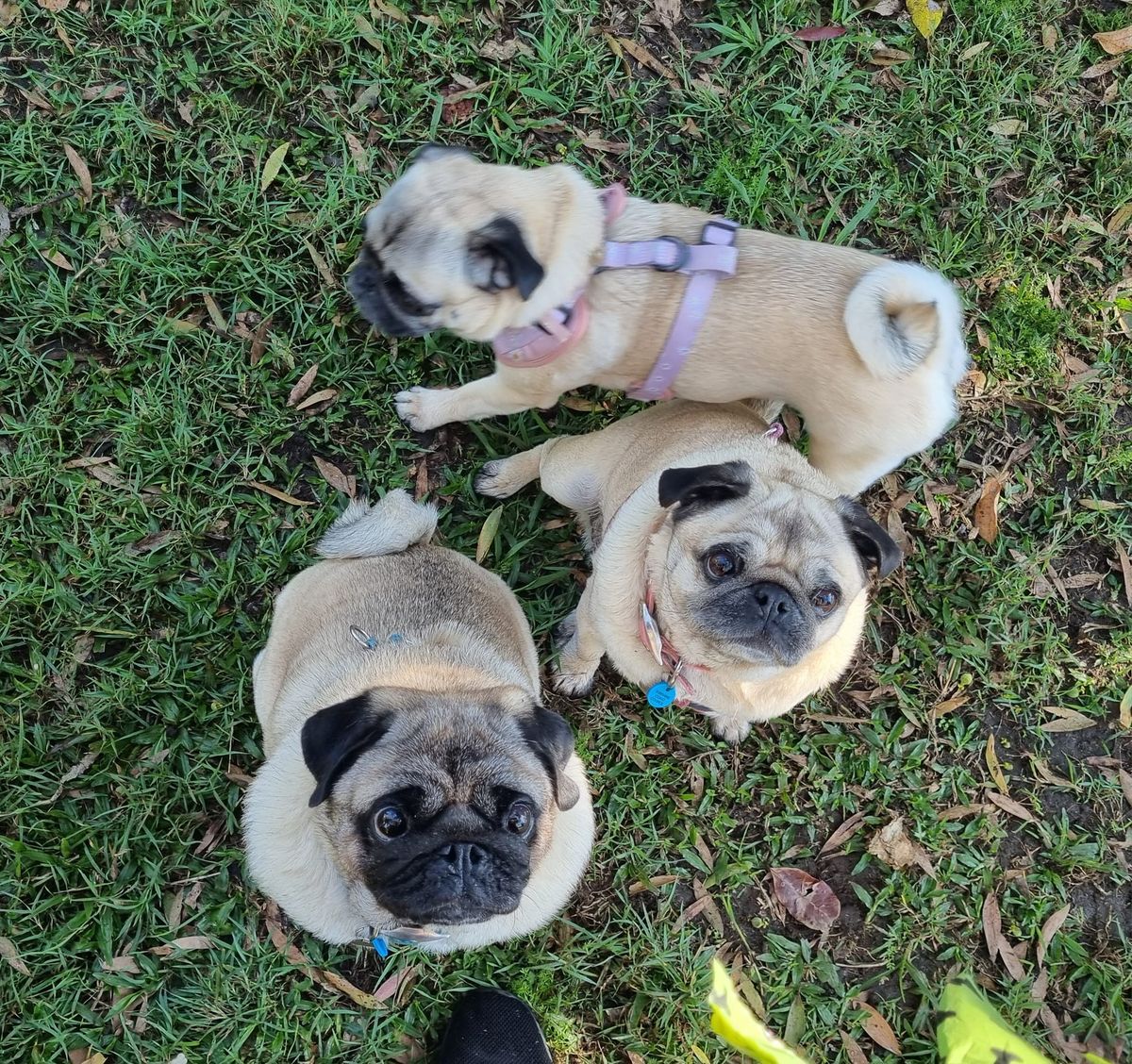 Pug Playgroup Meet Up