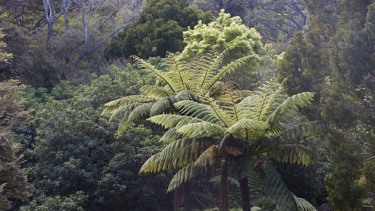 Plants with ancestors from Gondwana - guided walk