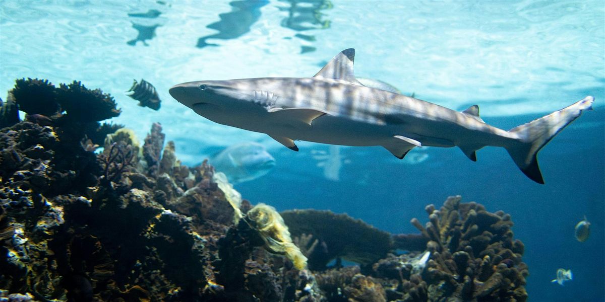 Shark Day (Girl Scouts Nation\u2019s Capital)