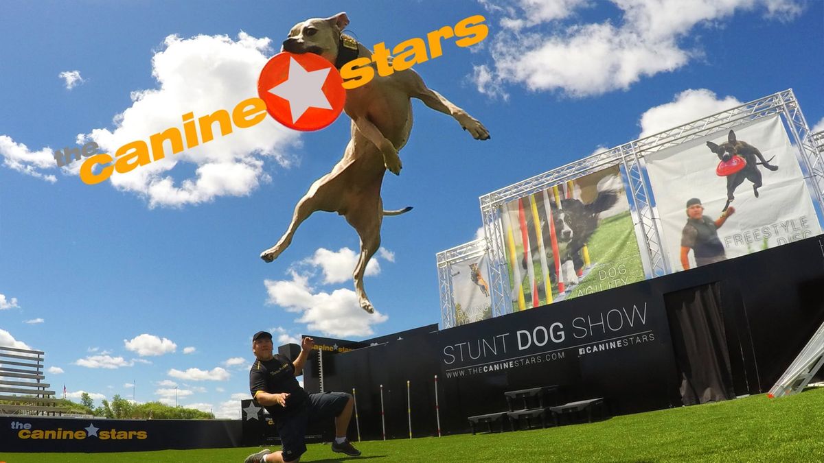 The Canine Stars: Stunt Dog Show