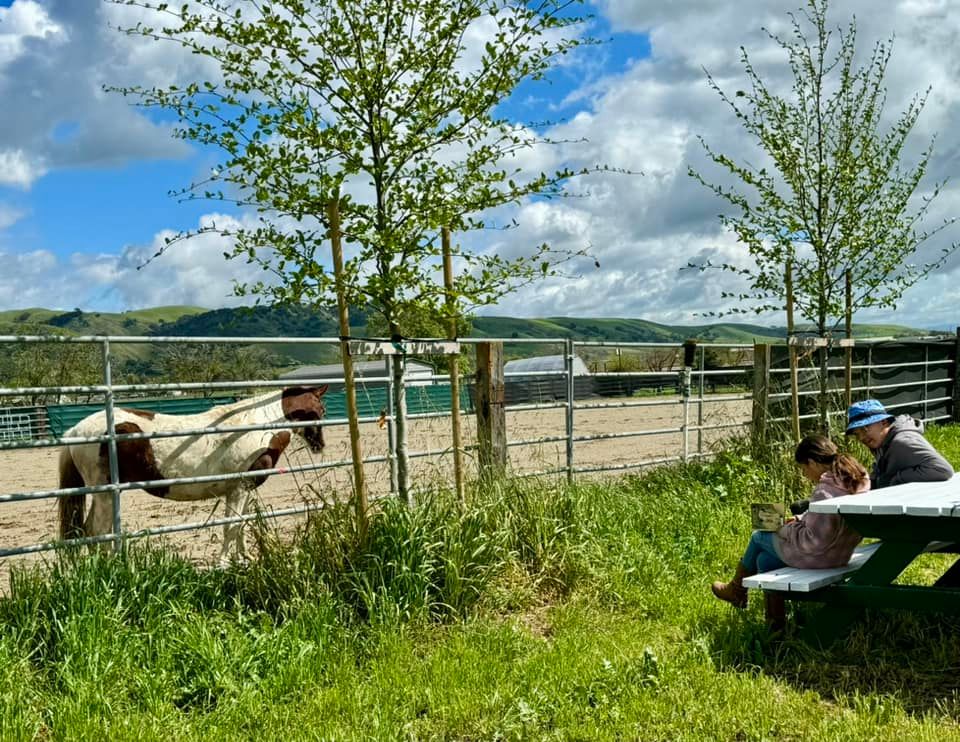 Read to a Horse Day at DreamPower