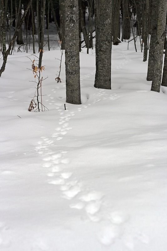 Winter Wonderland Hike 