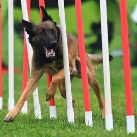 Concours agility 