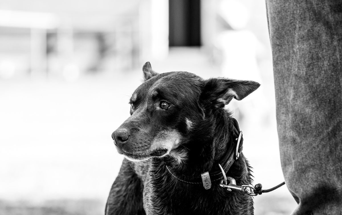 O\u2019Sullivans Transport Central Victorian Yard Dog Championships